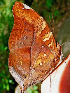 Malaysia