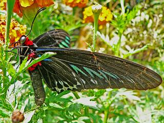 Malaysia