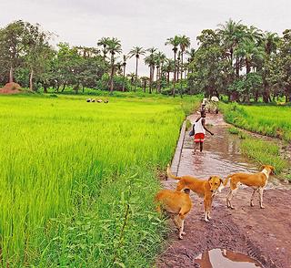 The Gambia